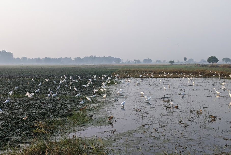Sarsai Jheel, Etawah, Uttar Pradesh - Vushii.com Sarsai Jheel, Etawah, Uttar Pradesh - Vushii.com